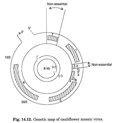 406x428 Plant Viruses As Vectors Genetics