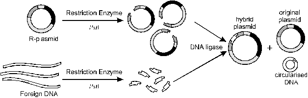 628x201 Vector Genetics