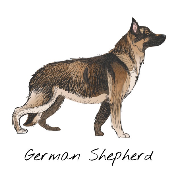 626x625 German Shepherd Vectors, Photos And Psd Files Free Download