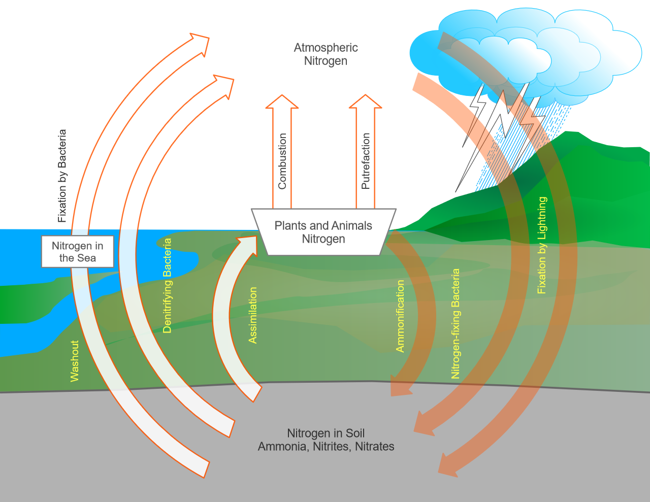 1280x989 Grapholite Blog Vector Graphics Editor For Desktop And Tablet Devices