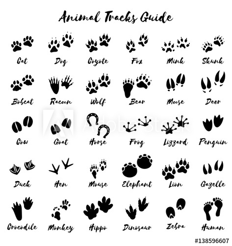 473x500 Animal Tracks
