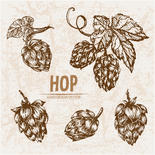 626x626 Hops Vectors, Photos And Psd Files Free Download