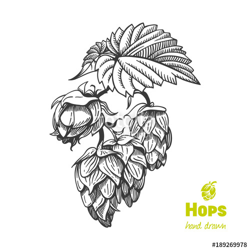 500x500 Hops Hand Drawn Illustration Stock Image And Royalty Free Vector