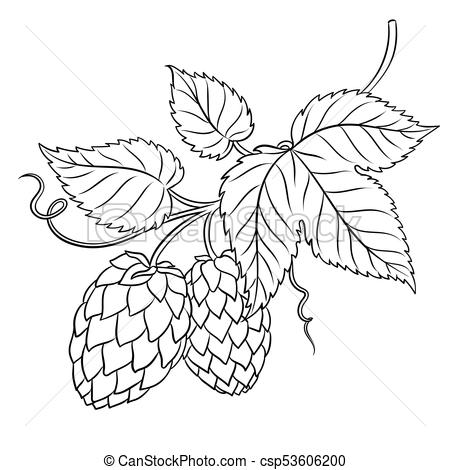 450x470 Branch Of Hops Coloring Book Vector Illustration. Isolated Image