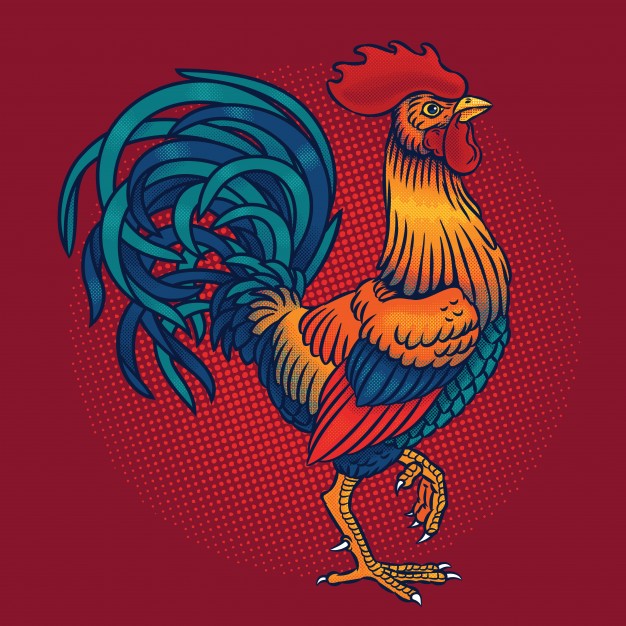 626x626 Vector Illustration Of A Rooster Vector Free Download
