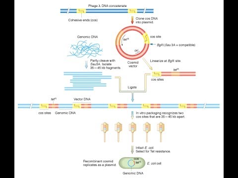 480x360 Cosmid Vector