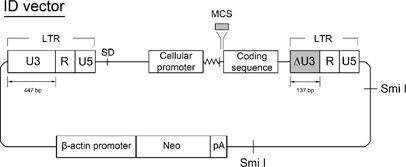 406x167 Development Of Murine Leukemia Virus Based Retroviral Vectors With