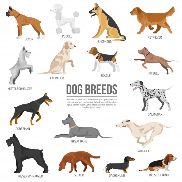 626x626 Dog Vectors, Photos And Psd Files Free Download