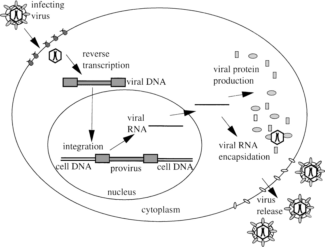 1280x975 Development Of Lentiviral Vectors For Gene Therapy For Human