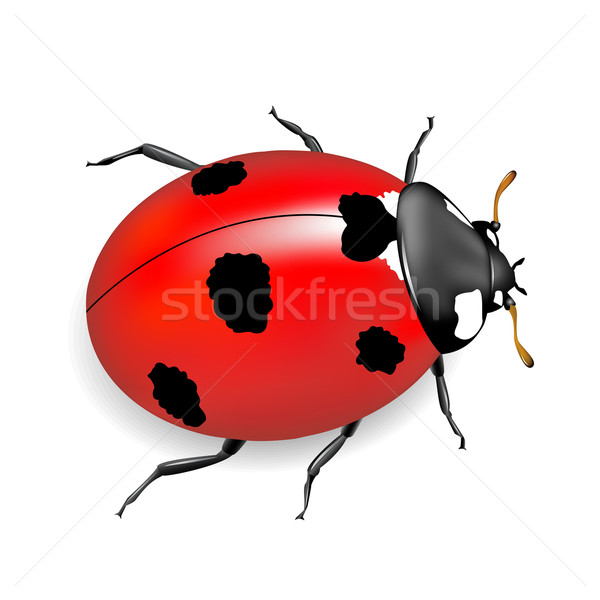 600x600 Ladybug Vector Illustration Liolle ( 7115087) Stockfresh