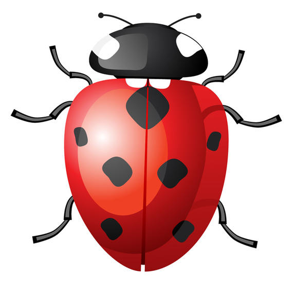 570x570 Vector Ladybug