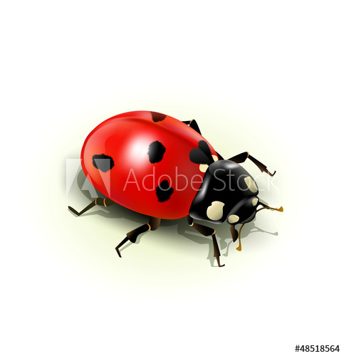 483x500 Vector Ladybug, Isolated On White Background