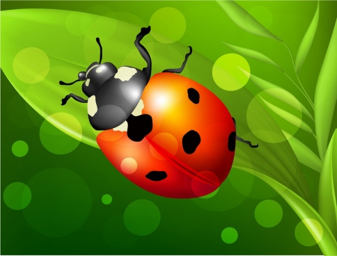 484x368 Vector Ladybugs For Free Download About (63) Vector Ladybugs. Sort