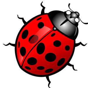 300x300 Ladybug