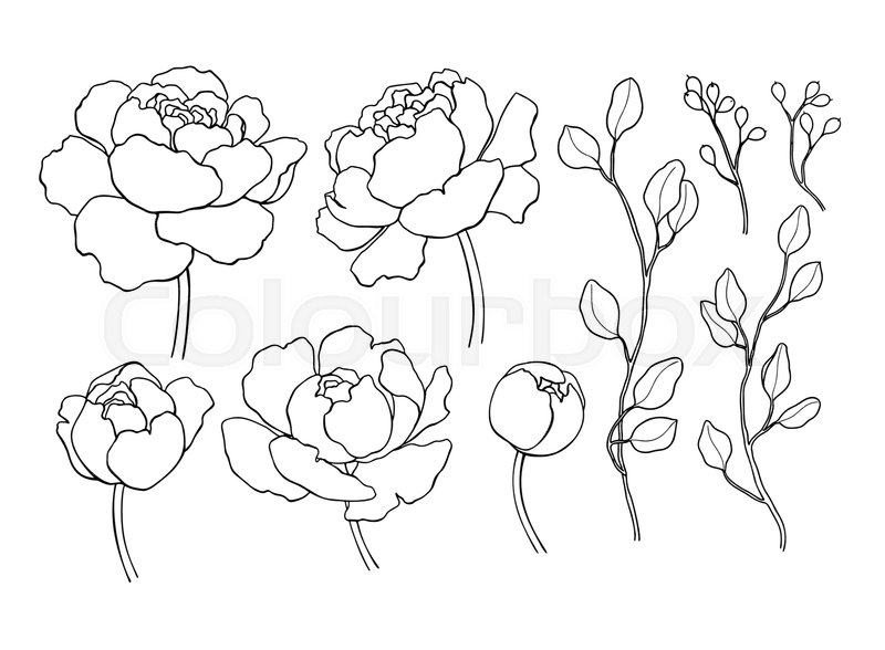 800x588 Peony Flower And Leaves Line Drawing. Vector Hand Drawn Outline
