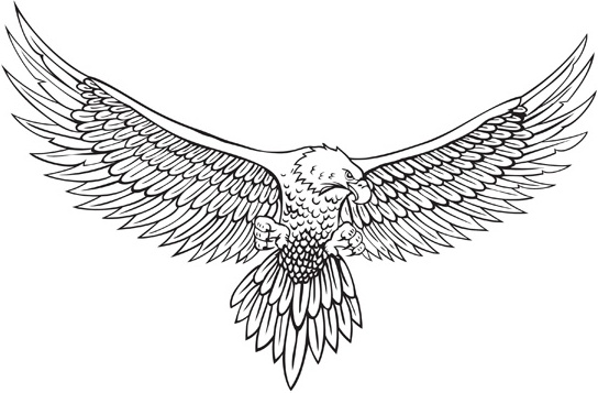 544x357 Vector Line Drawing Of The Eagle Free Vector In Encapsulated