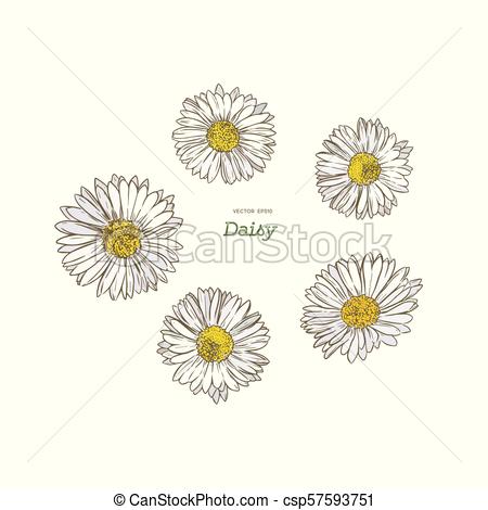 450x470 Empate, Bosquejo, Vector., Margarita, Mano. Empate