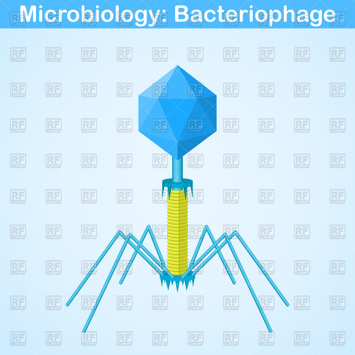 1200x1200 Bacteriophage