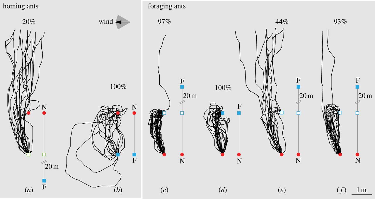 1280x678 Olfactory And Vector Navigation In Ants Biology Letters
