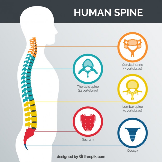 626x626 Human Spine With Parts Coloured Vector Free Download