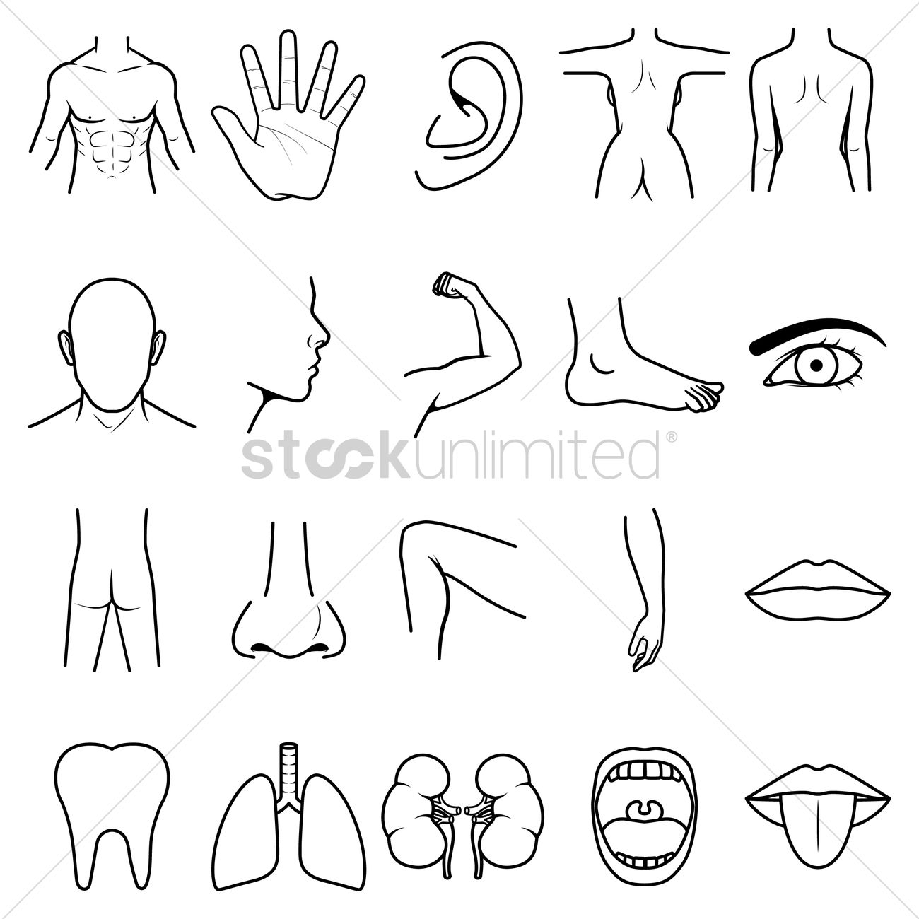 1300x1300 Parts Of The Body Vector Image