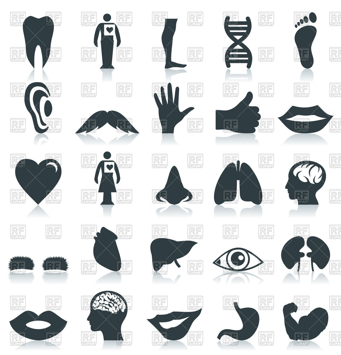 1154x1200 Set Of Body Parts Icons Vector Image Vector Artwork Of