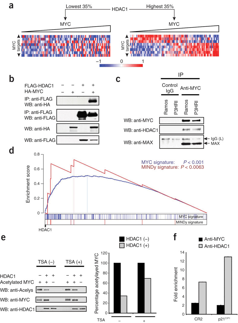 800x1086 Myc Selectively Recruits Hdac1 To Its Targets As Co Repressor. (A
