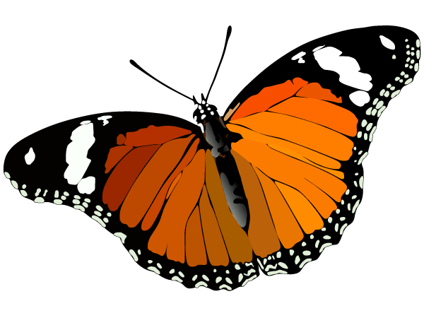 600x450 Free Butterfly Psd Files, Vectors Amp Graphics