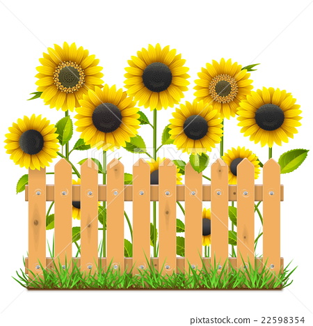450x468 Vector Wooden Fence With Sunflowers