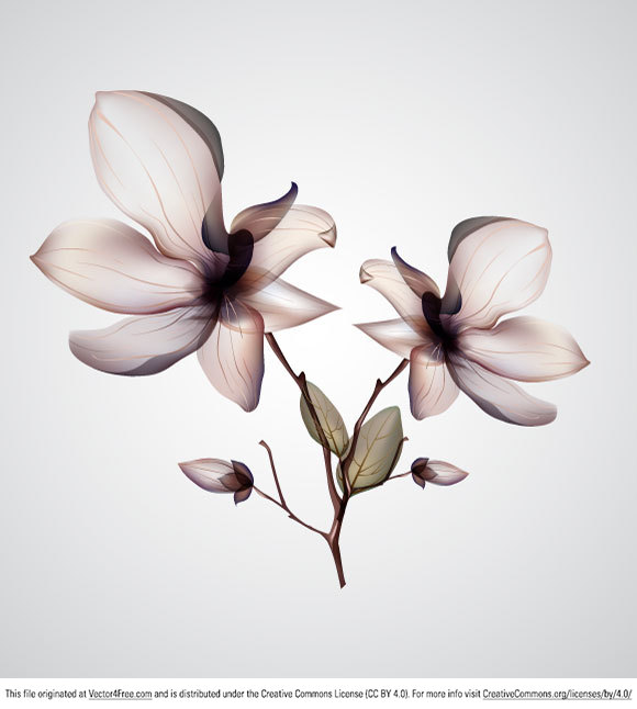 580x646 Free Orchid Flower Vector