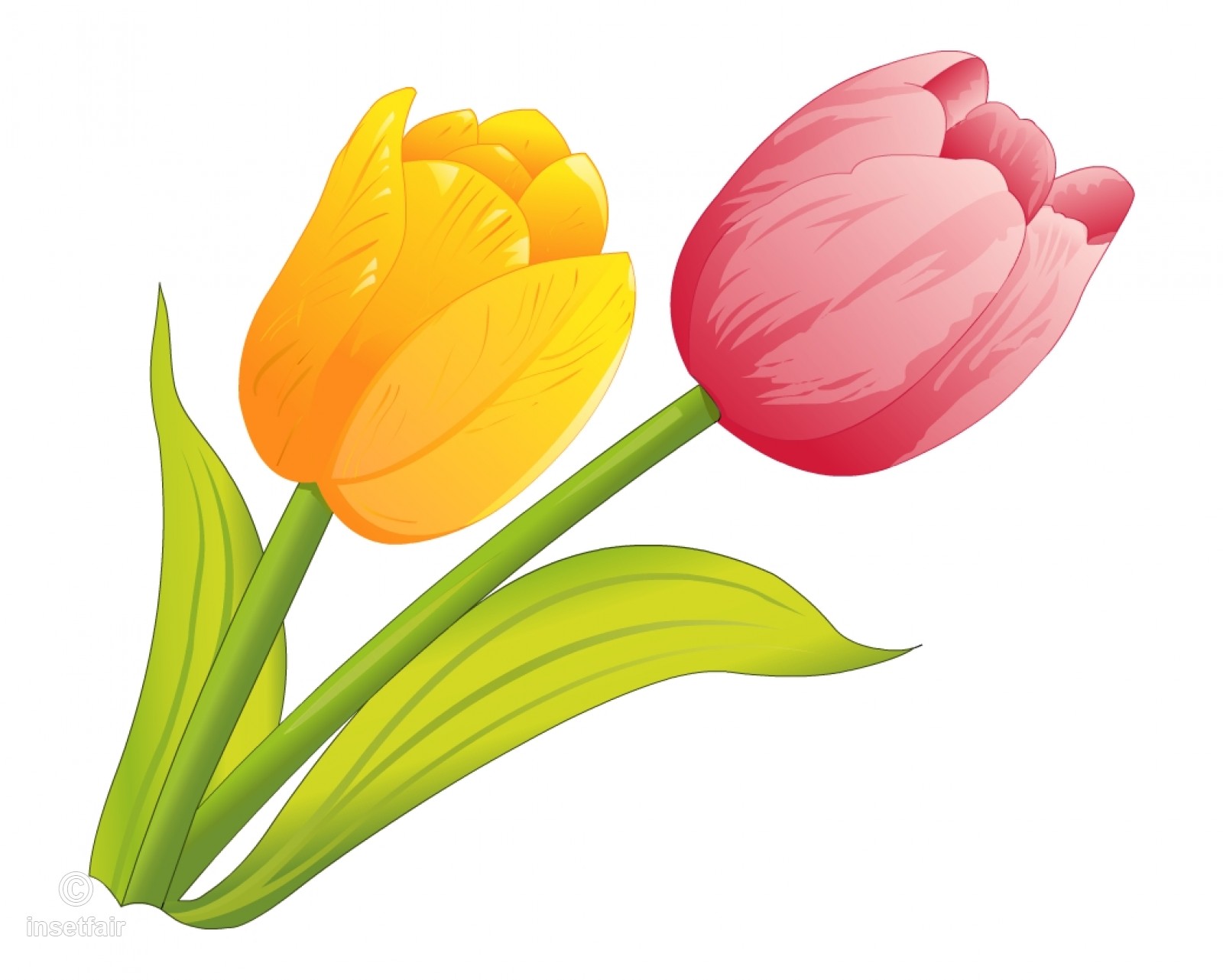 1600x1281 Beautiful Tulip Flower Vector Free Png Image