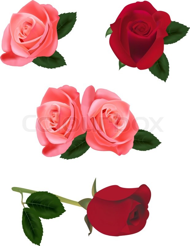 Vector Red Rose