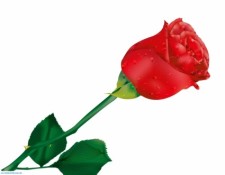 225x175 Red Rose By Donnevan Free Vector 4vector