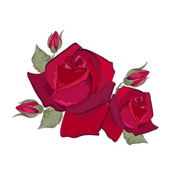 626x626 Red Roses Design Vector Free Download