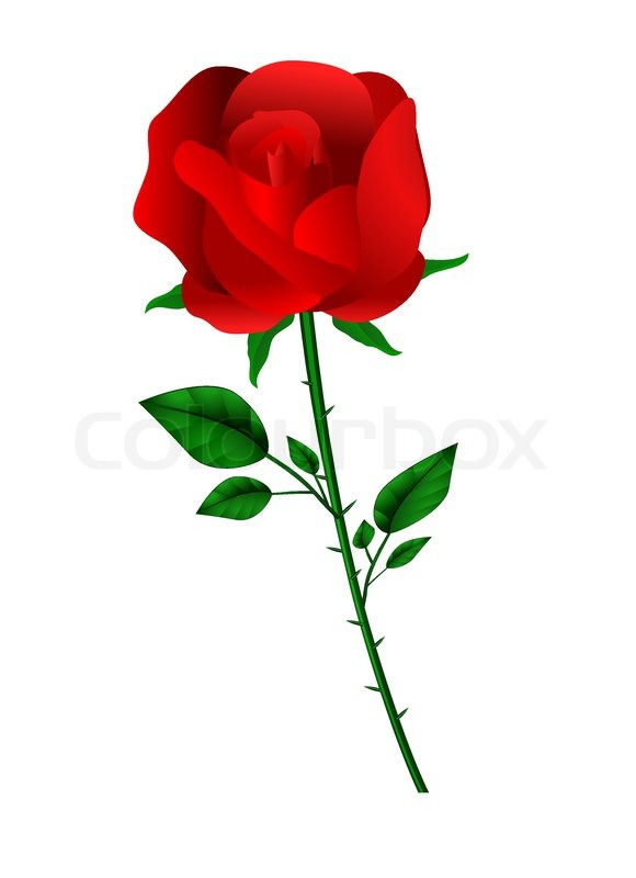 580x800 Vector Red Rose On White Stock Vector Colourbox