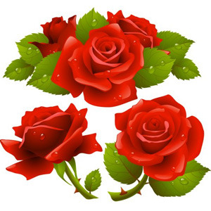 300x300 Red Realistic Roses Vector