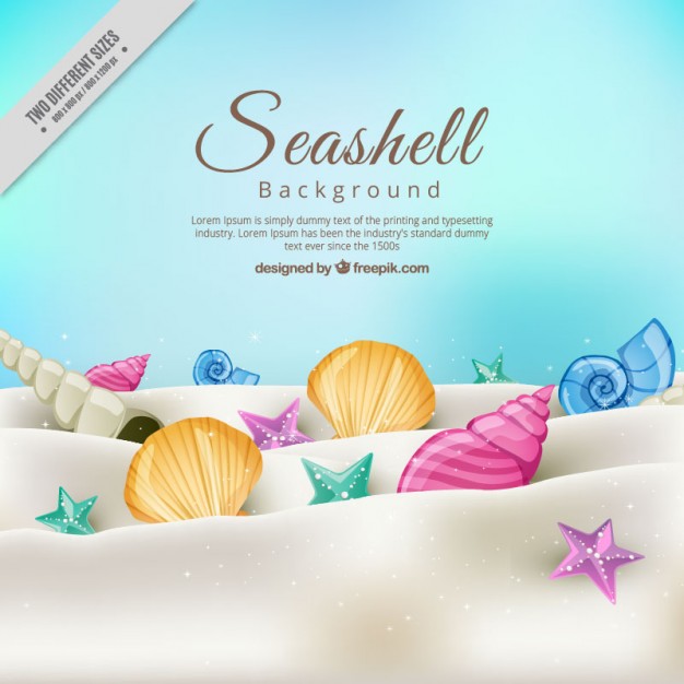 626x626 Seashells Vectors, Photos And Psd Files Free Download