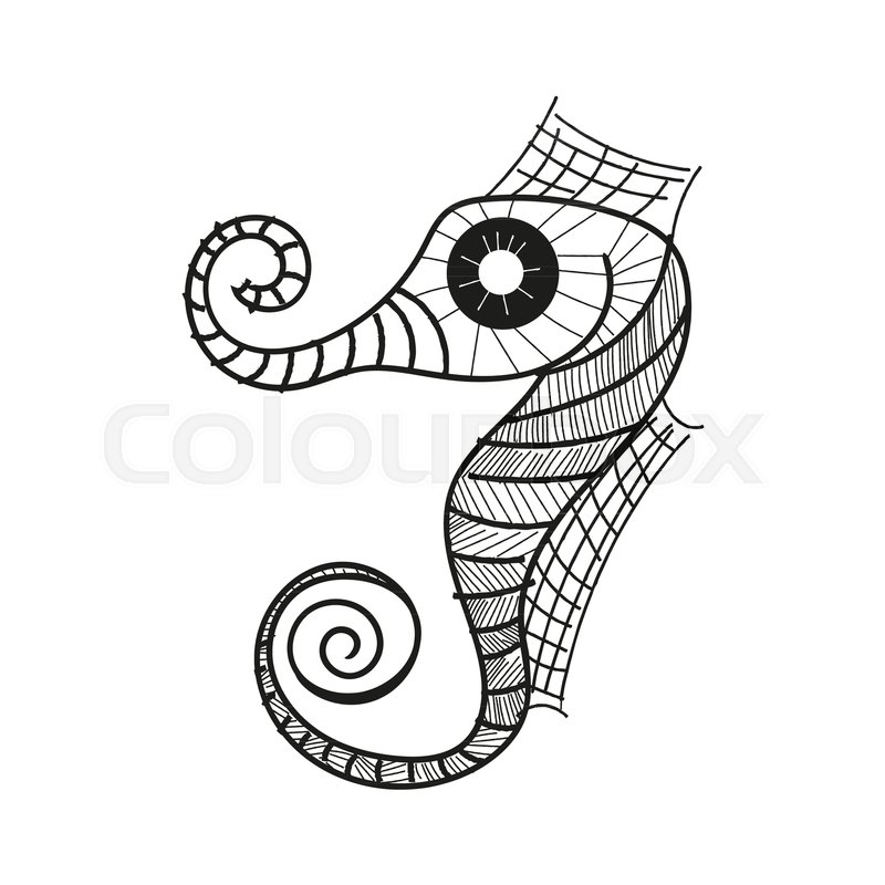 800x800 Seahorse Drawing Vector Illustration On White Background Stock