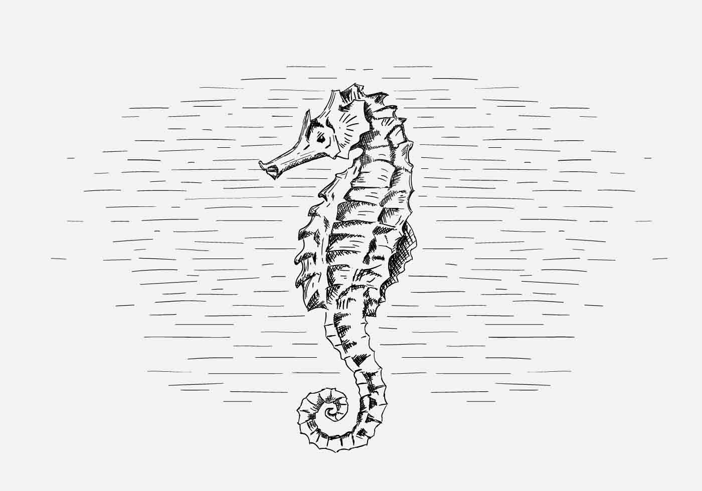 1400x980 Vector Seahorse Illustration