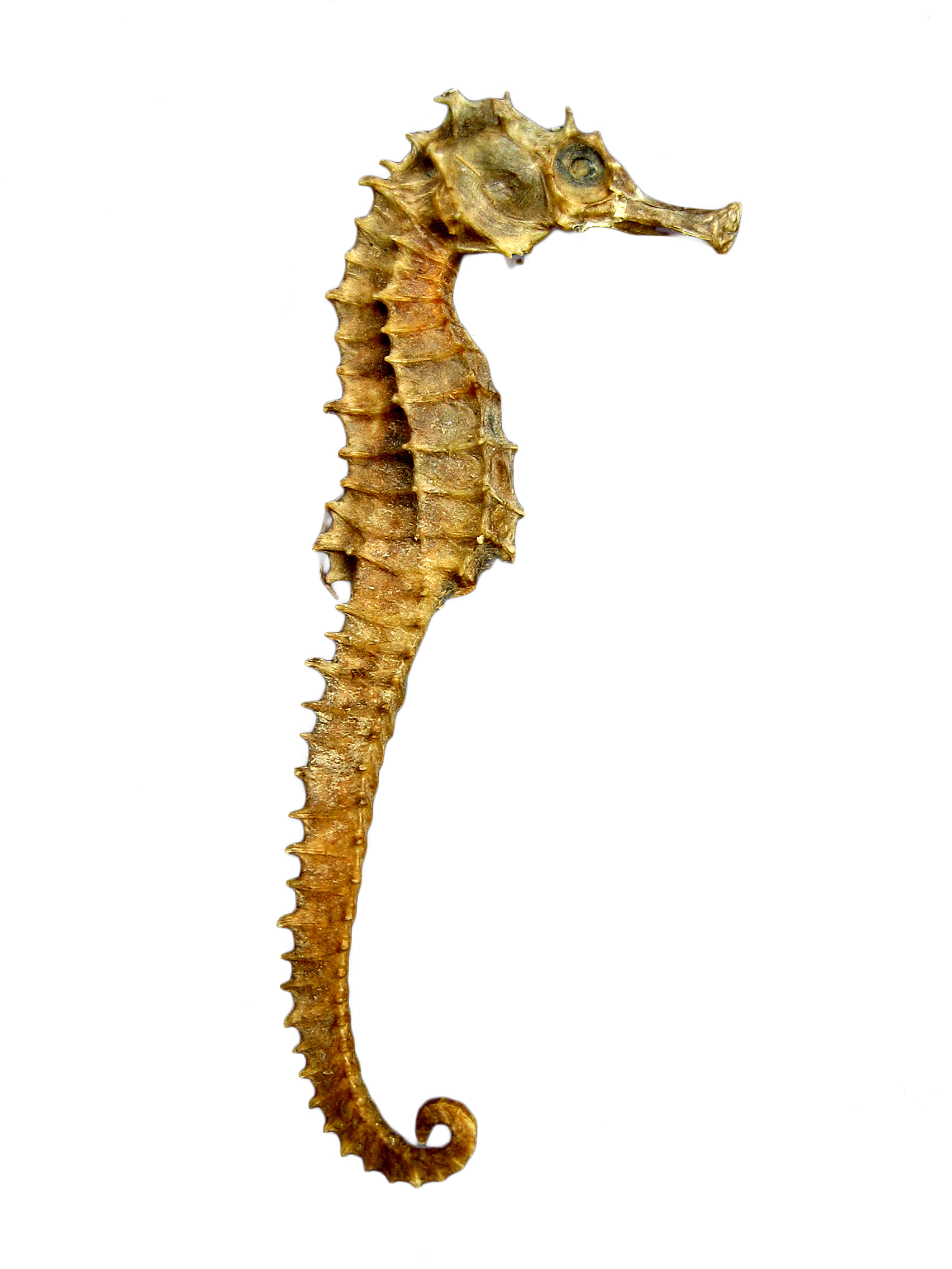 1704x2272 Collection Of Free Skeleton Vector Seahorse. Download On Ubisafe