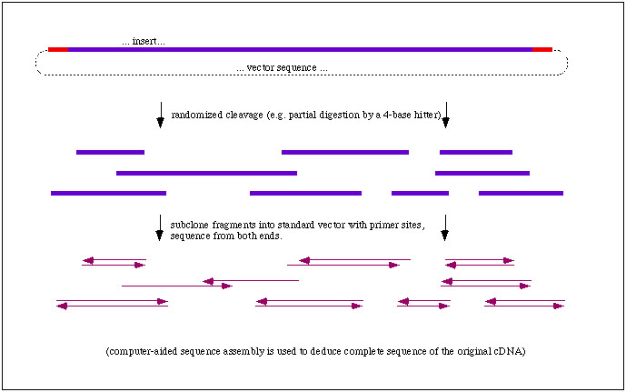 689x431 How Do We Sequence Dna