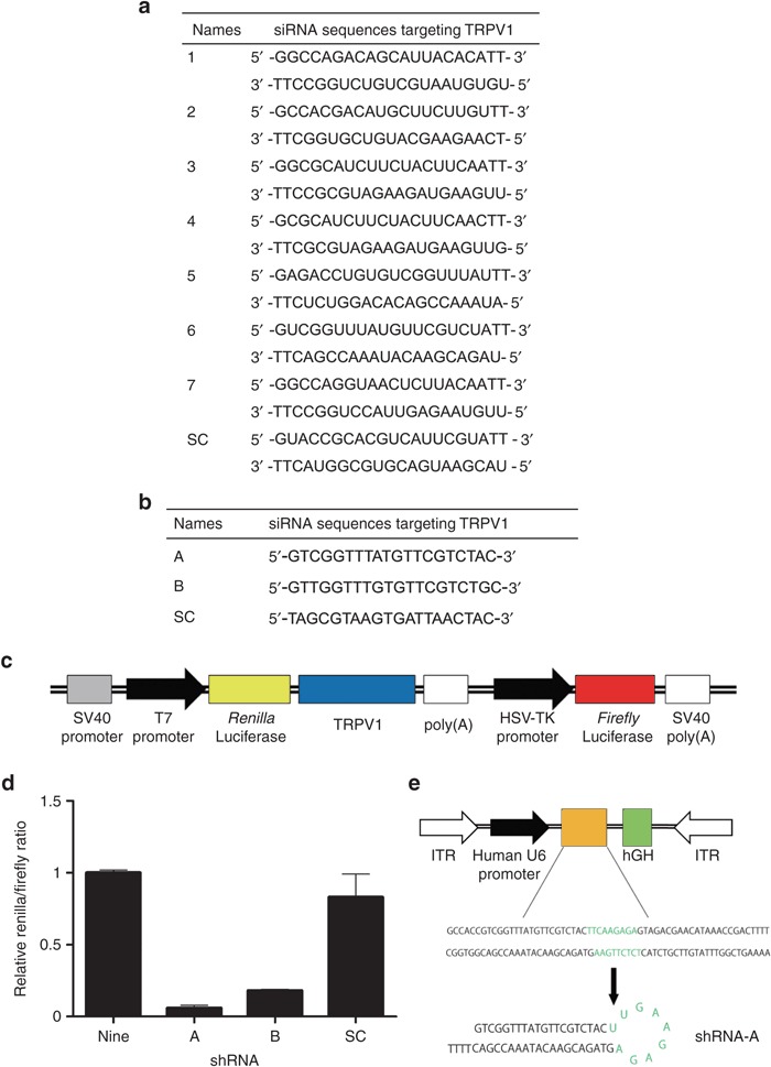 700x969 Selection Of Sirna E Sequence For Insertion Into The Aav9 Vector