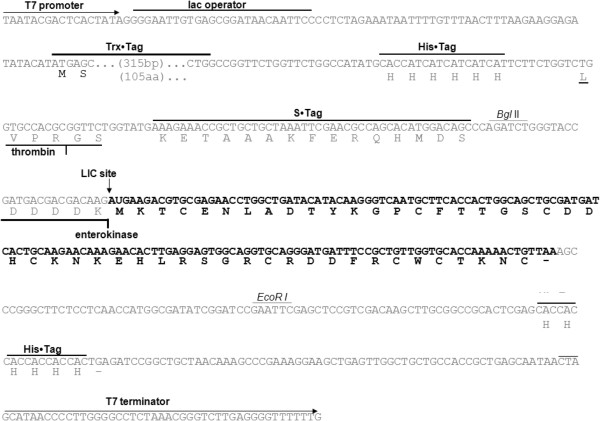 600x421 Sequence Map Of The Cloning Of Pvd1 Into The Expression Vector Pet