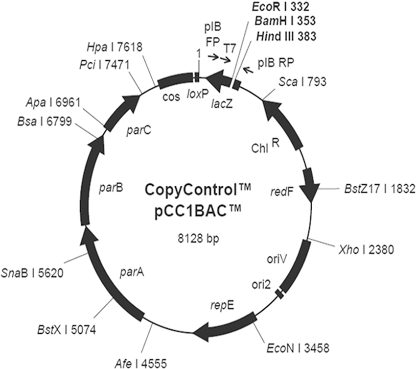 850x753 The Gene Sequence Map Of Vector Pcc1bac. Download Scientific Diagram