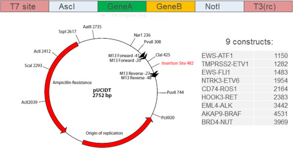 600x303 Vector Design The Gene Sequence Was Synthesized By Idt And