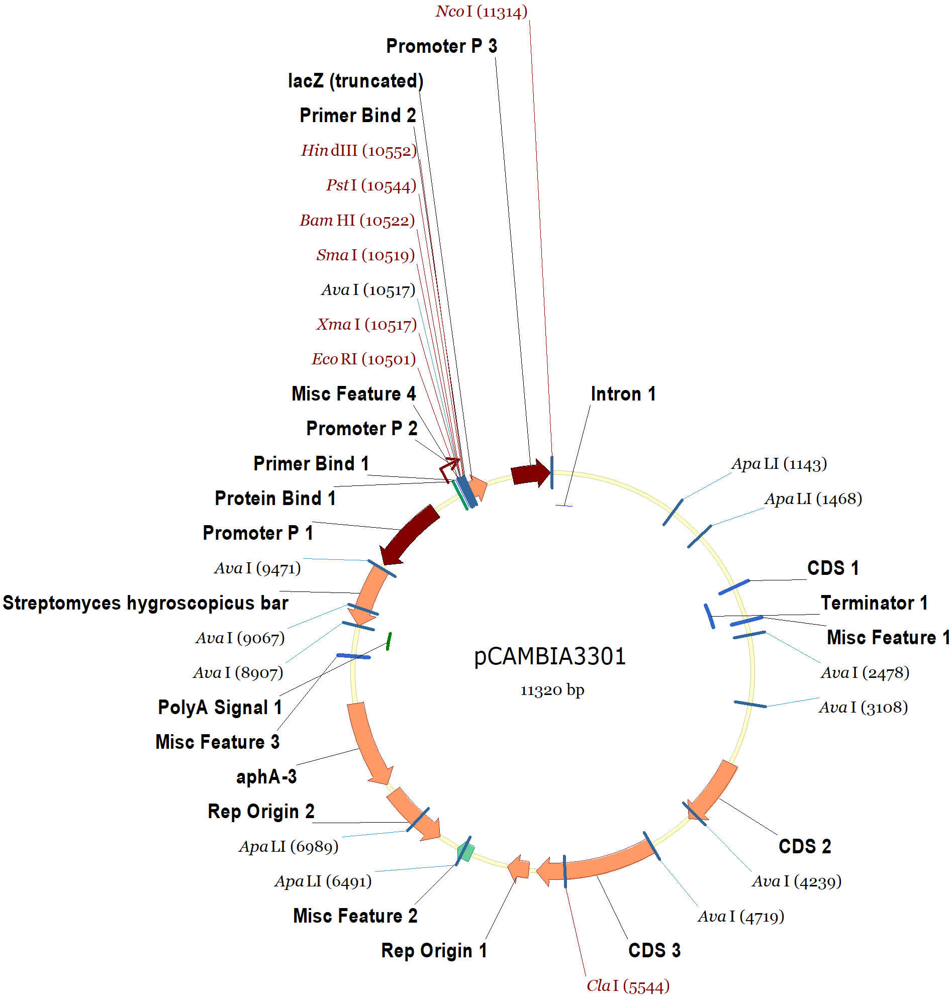 1890x1982 Pcambia3301 Vector Map And Sequence