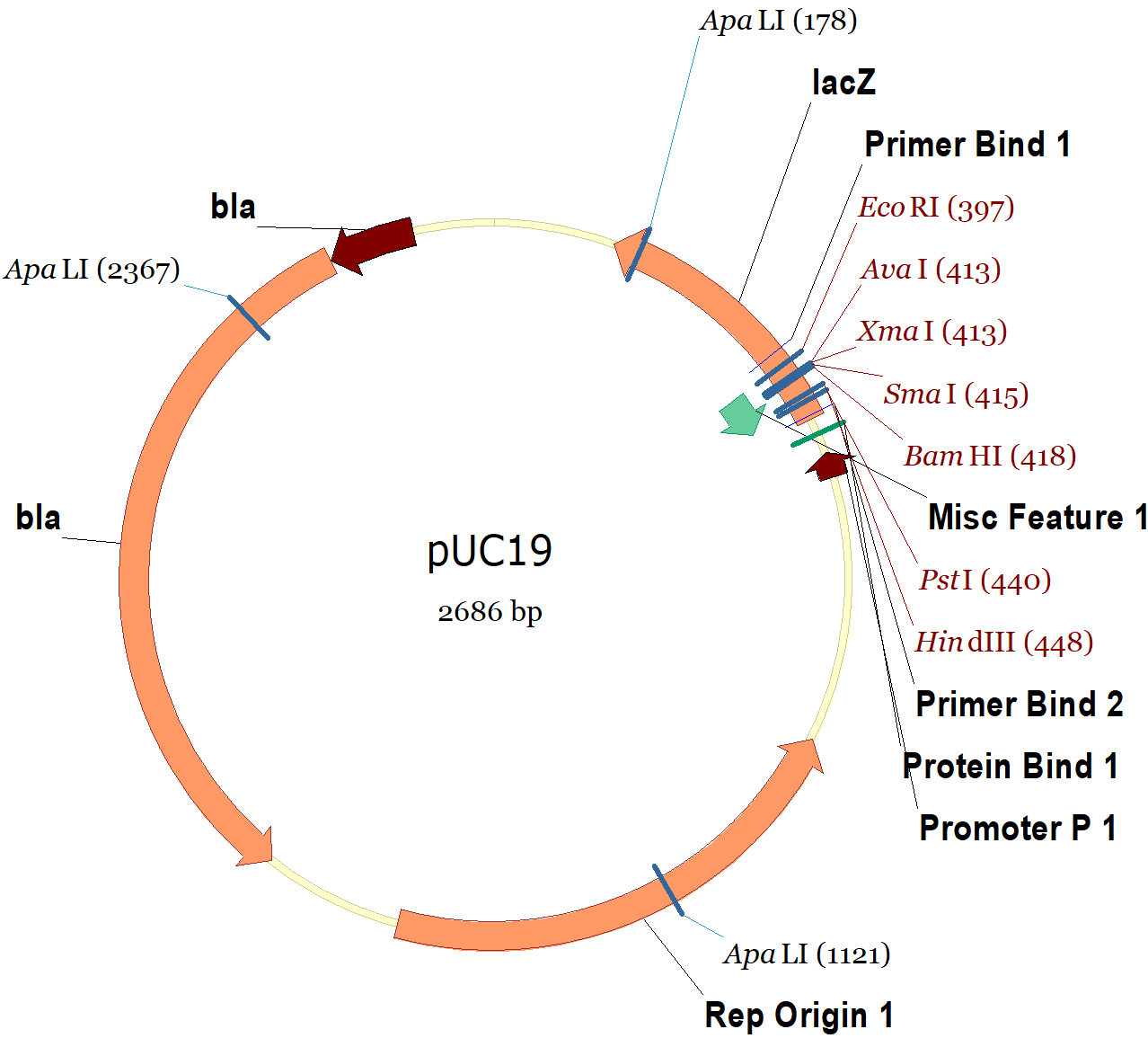 1278x1155 Puc19 Vector Map And Sequence