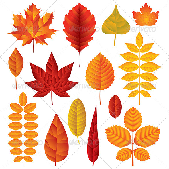 590x590 Autumn Leaves Vector Set By Andegro4ka Graphicriver