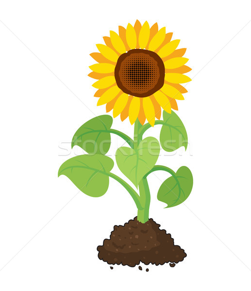517x600 Vector Cartoon Of Garden Sunflower Grow In Soil Vector