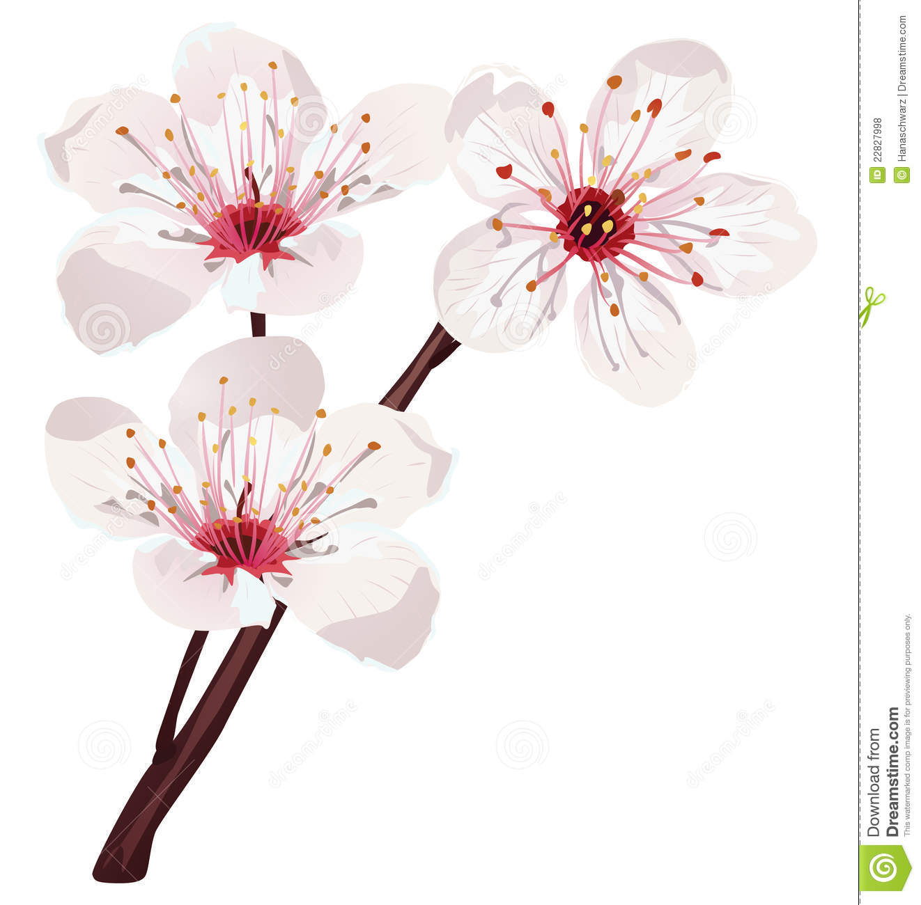 1322x1300 Collection Of Free Blossomed Clipart Royalty Free. Download On Ubisafe